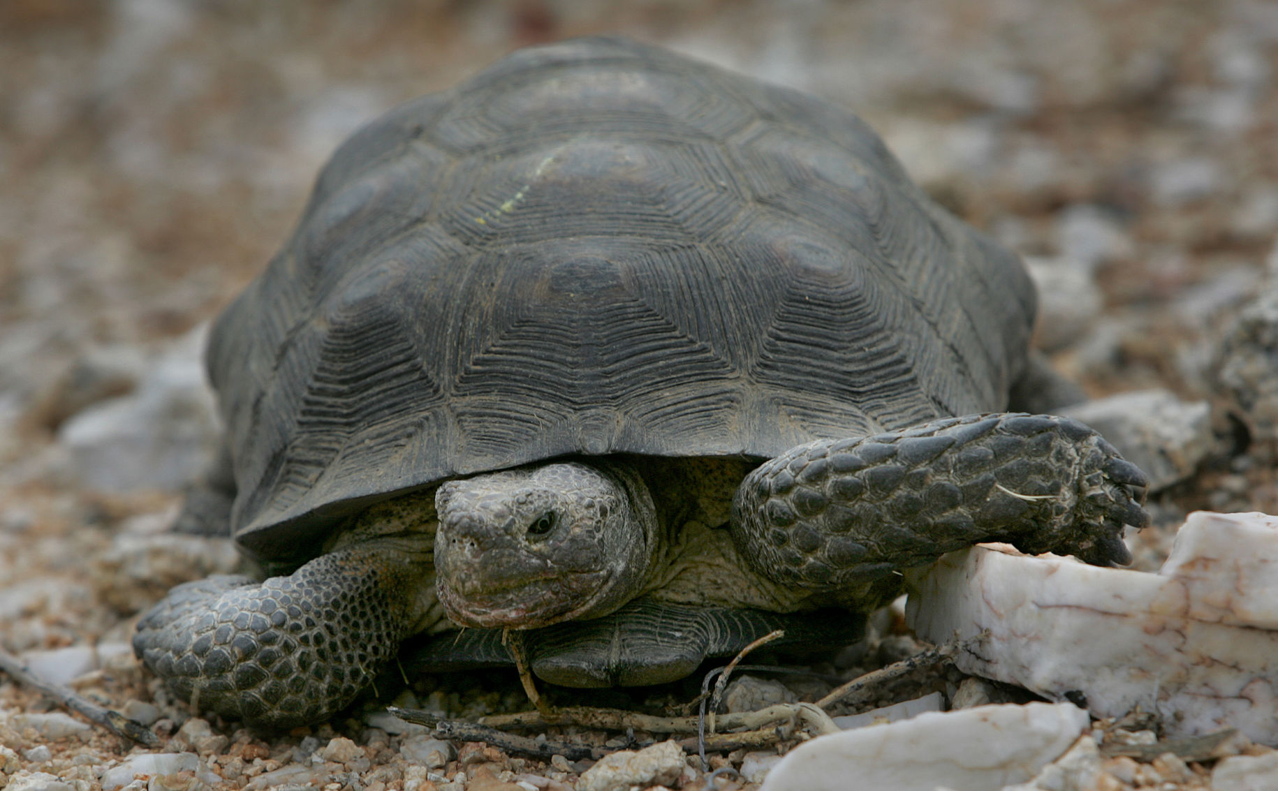 Desert tortoises